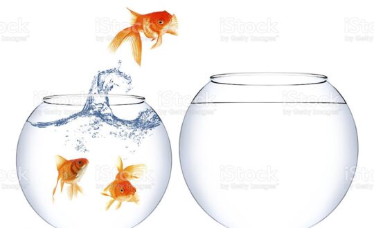 Home change for a goldfish to a better place