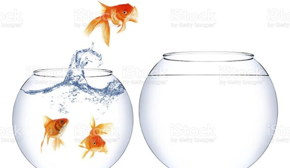 Home change for a goldfish to a better place