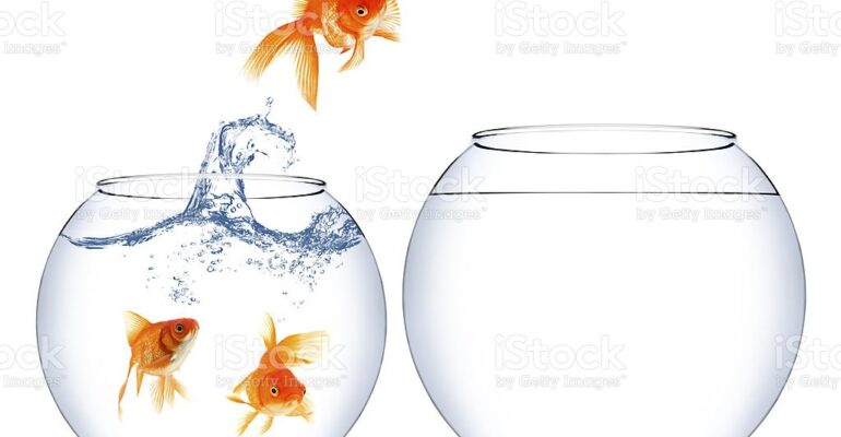 Home change for a goldfish to a better place